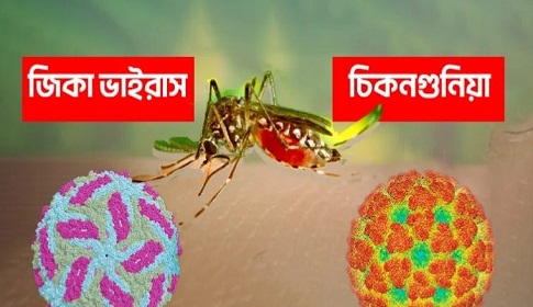 ডেঙ্গু, জিকা ও চিকুনগুনিয়া ঝুঁকি ও প্রতিকার