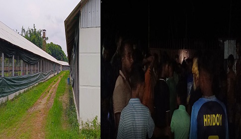 কালীগঞ্জে নারিশ পোল্ট্রি খামারে ১২ হাজার মুরগির মৃত্যু, পরিবেশ দূষণে গ্রামবাসীর ক্ষোভ