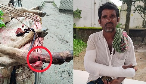 প্রতিবেশি কেটে দিল রগ, মৃত্যু যন্ত্রণায় ছটফট করছে গরুটি 
