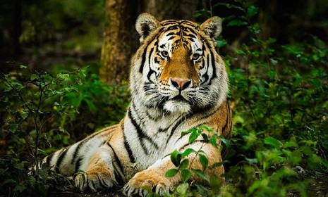 সুন্দরবনে আবার বাঘ বাড়ছে