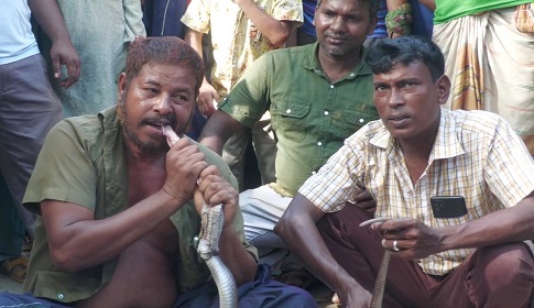 সাপুড়ের প্রাণ নেয়া সাপটিকে কাঁচা চিবিয়ে খেলো আরেক সাপুড়ে
