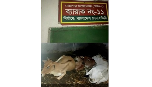 গলাচিপায় অধিকাংশ আশ্রয়ণকেন্দ্রে এখন গরু-ছাগলের বসবাস
