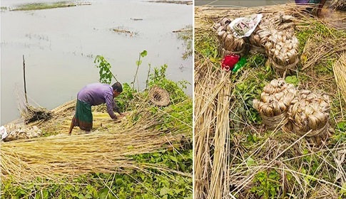 পাট চাষে মিশ্র প্রতিক্রিয়া কালীগঞ্জের চাষিদের