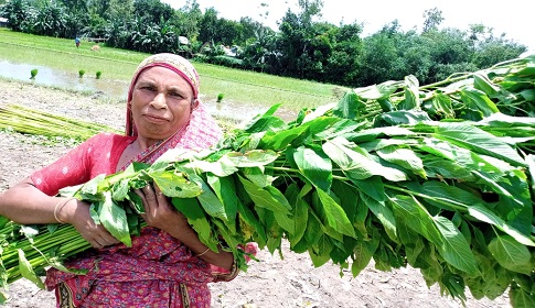 সোনালী আঁশে সোনার স্বপ্ন দেখছেন সোনাতলার কৃষক