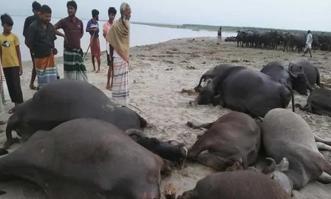 কুষ্টিয়ায় বজ্রপাতে ১১টি মহিষের মৃত্যু