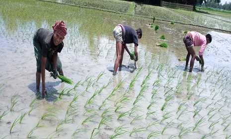 সোনাতলায় আমন ধানের চারা রোপনে ব্যস্ত কৃষক