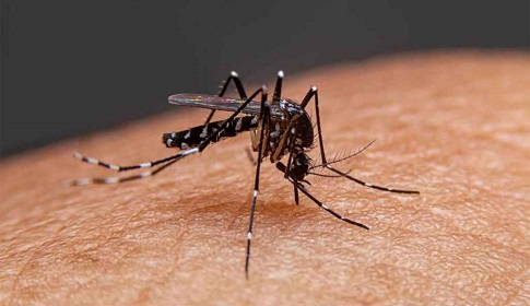 ডেঙ্গু আক্রান্ত হয়ে আরও ৩ জনের মৃত্যু