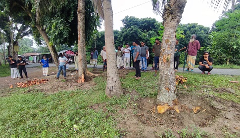 চাটমোহরে স্কুলের গাছ কাটা নিয়ে দুই পক্ষের বিরোধ