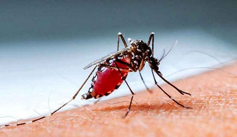 ডেঙ্গুতে একদিনে ৩ জনের মৃত্যু, হাসপাতালে ৪৪৮