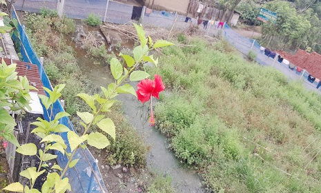 কালিগঞ্জে জামায়াত নেতার বিরুদ্ধে সরকারি জমি দখল ও গাছ কাটার অভিযোগ