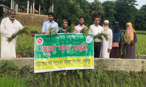 কাপাসিয়ায় আউশ ধানের নমুনা শস্য কর্তন উদ্বোধন