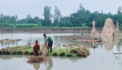 টাঙ্গাইলে পাটের আবাদ ভালো হলেও বিপাকে কৃষক 