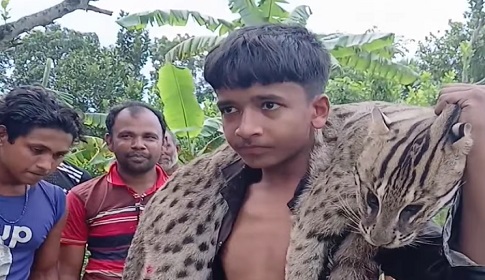 শৈলকুপায় আহত মেছো বাঘকে পিটিয়ে মারলো এলাকাবাসী