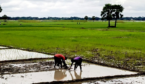 সালথায় এবছর ১২ হাজার হেক্টর জমিতে ধানের আবাদ