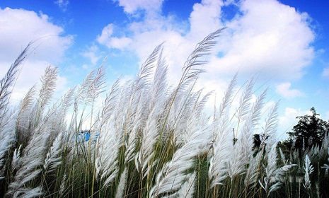 শরতের ছড়া