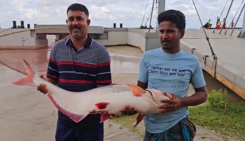 পদ্মার এক পাঙ্গাশ ৩৫ হাজার টাকায় বিক্রি 