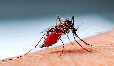 ডেঙ্গুতে আরও ৩ জনের মৃত্যু