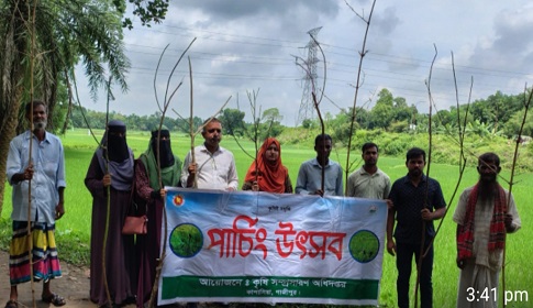 কাপাসিয়ায় ধানের পোকা নিধনে ‘পার্চিং উৎসব’