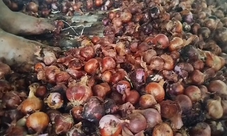 রাজবাড়ীতে ৯ মাস নয় ৩ মাসেই পচছে পেঁয়াজ