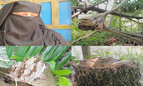 সুবর্ণচরে গাছ কর্তনের অভিযোগ