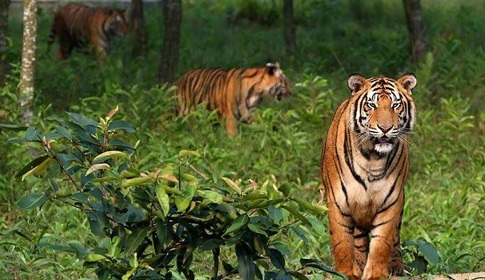 প্রকৃতি রক্ষা ও আইন প্রণয়ন: বন্যপ্রাণী ও বনাঞ্চলের জন্য দিকনির্দেশনা