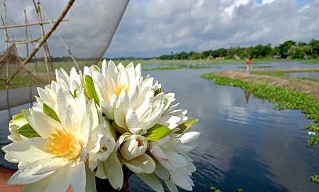 সালথায় সাদা শাপলার সৌন্দর্যে মন কেড়েছে সবার