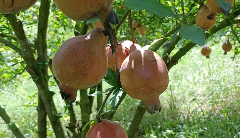 ঝিনাইদহে আনার বাগান, বিদেশি ফলেই লাখ টাকার সম্ভাবনা