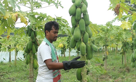 পড়ালেখার পাশাপাশি পেঁপে চাষে সফল তরুণ উদ্যোক্তা আরিফুল
