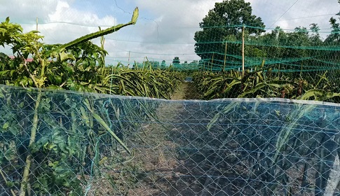 কোটচাঁদপুরে শেয়াল মারা বিদ্যুতের তারে জড়িয়ে গরুসহ কৃষকের মৃত্যু