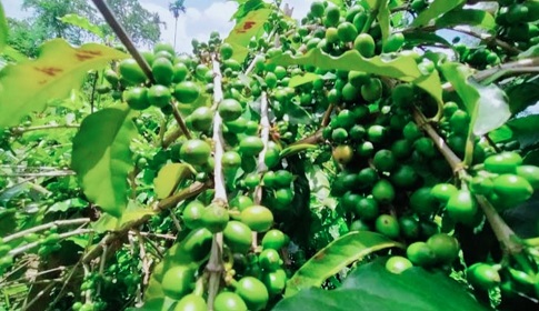 ‘সোনা’ ফলছে মধুপুর শাল-গজারির লাল মাটিতে