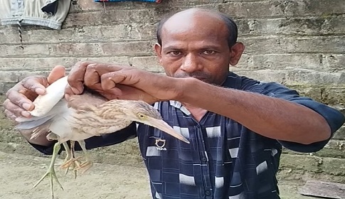 কুড়িগ্রামে ৪ পা বিশিষ্ট বক দেখতে মানুষের ভীর