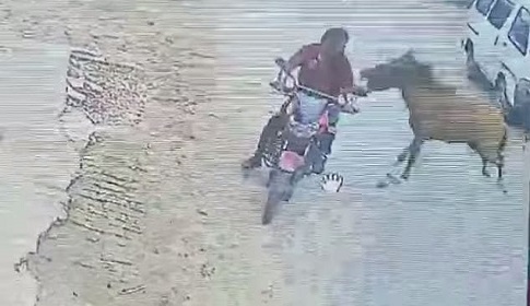 ফরিদপুরে ঘোড়ার কামড়ে সাংবাদিক ও একাধিক নারীসহ আহত ১০