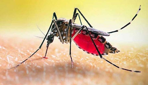 ডেঙ্গুতে ৩ জনের মৃত্যু, নতুন আক্রান্ত ৫৮০