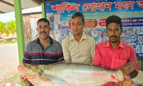 পদ্মায় ধরা পড়ল লাখ টাকার ঢাঁই মাছ