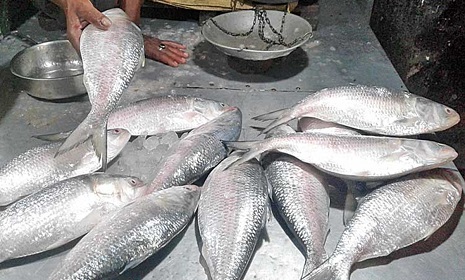 সরবরাহ কম, চড়া দামে নাগালের বাইরে ইলিশ