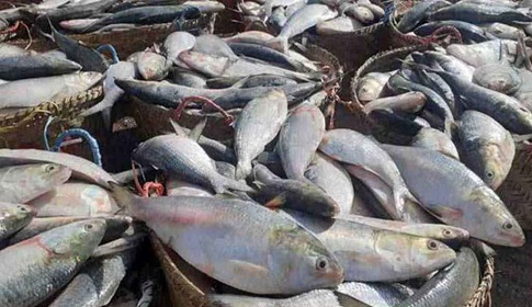 ভারতে ইলিশ রপ্তানির অনুমতি পেল ৩৭ প্রতিষ্ঠান
