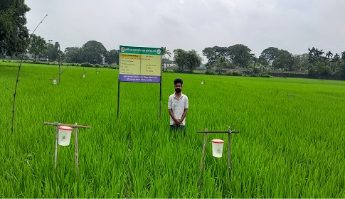 আমন ধান সুরক্ষায় সেক্স ফেরোমন ব্যবহার করে সুফল পাচ্ছেন ঈশ্বরগঞ্জের কৃষকরা