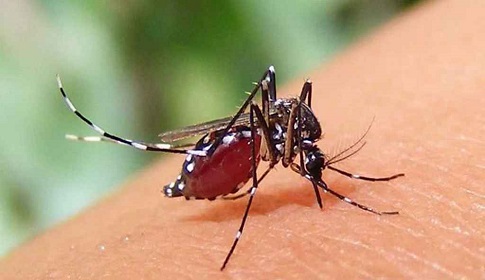 ডেঙ্গুতে রেকর্ড মৃত্যু, হাসপাতালে ৭৪০ জন