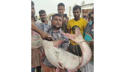 পদ্মার এক পাঙ্গাশ সাড়ে ৬২ হাজার টাকায় বিক্রি 