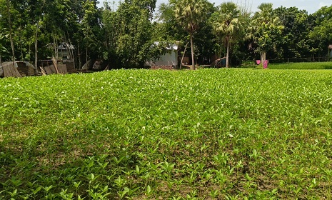 সালথায় ১০ একর জমিতে দেশিয় পাট বীজের আবাদ