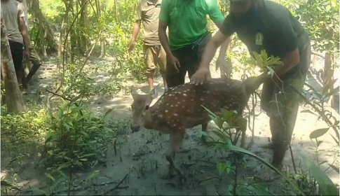 সুন্দরবনে বাঘের তাড়ায় দুই কিলোমিটার নদী পাড়ি দিয়ে প্রাণ বাঁচালো দুটি হরিণ