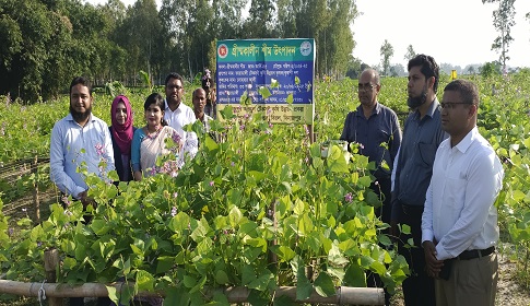 দিনাজপুরে গ্রীষ্মকালীন শিম চাষে সাফল্য 
