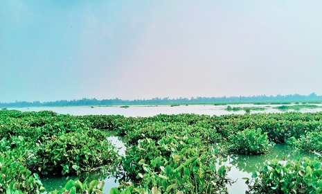 দেশীয় মাছের অস্তিত্ব সংকটে টাঙ্গাইলের ঐতিহ্যবাহী চারান বিল