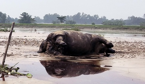 কুড়িগ্রামে নদীর স্রোতে ভেসে এলো মৃত গন্ডার