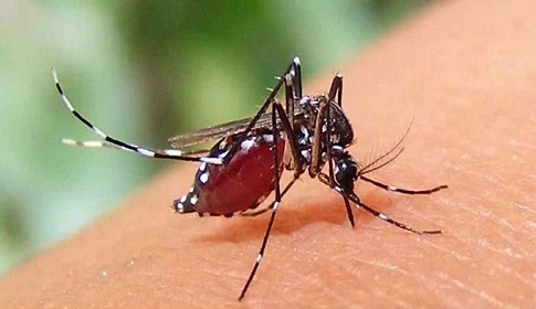 ডেঙ্গুতে পাঁচজনের মৃত্যু, হাসপাতালে ৯৫৩ জন