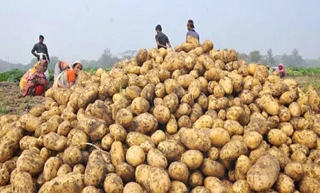 আলুর উদ্বৃত্ত সমস্যা সমাধানে আন্তর্জাতিক প্রদর্শনী ডিসেম্বরে