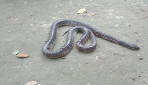 নাটোরে সাপের কামড়ে গৃহবধূর মৃত্যু