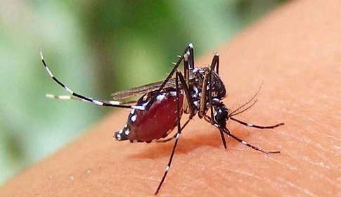 ডেঙ্গু নিয়ে হাসপাতালে আরও ৬৫৯ জন