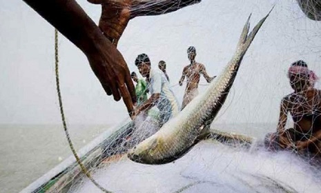মেঘনায় ইলিশ কম, হতাশ জেলেরা