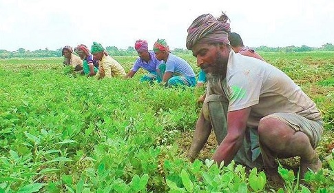রংপুর অঞ্চলের কৃষি ও শিল্প সম্ভাবনা: একটি সমন্বিত পর্যালোচনা